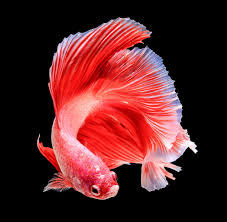 A wide variety of fish fighter options are available to you, such as feature, aquarium & accessory type, and certification. Do Betta Fish Sleep When And How Find Out Right Here Pet Ponder
