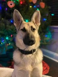 Our dogs are all in foster care and our goal is to find them the best permanent homes possible. Pets For Adoption At Good Shepherd Rescue Of Texas In Dallas Tx Petfinder
