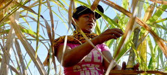 Pandarahas at paglaban sa Hacienda Luisita