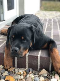 Rottweiler Black And Brown Puppy Rottweiler Rottweilers Love Dog Cute Dog Breeds Rottweiler Puppies Dogs