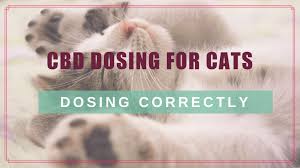 Cbd Dosing For Cats Choosing Calculating The Right Dose