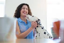 Maybe you would like to learn more about one of these? Why Is My Dog Licking Me Tips To Identify And Alleviate Problem Licking