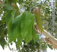 Image result for Eucalyptus torelliana