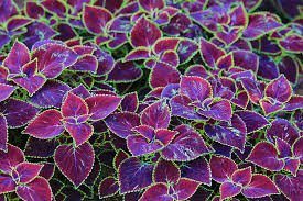 Check spelling or type a new query. 15 Best Flowers For Summer Costa Farms