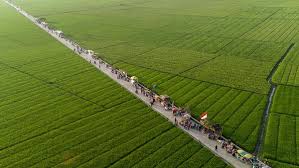 Hamparan Lahan Persawahan di Karawang Ini Bikin Hati Adem