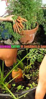 Growing Carrots In Containers Is Easy And It Doesn T Take Much Space Too Planting Vegetables Organic Vegetable Garden Growing Carrots