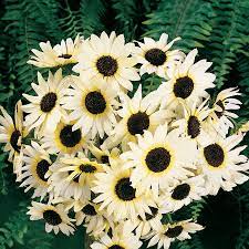 White flowers that look like sunflowers. Italian White Sunflower Seeds
