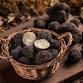 Residential Truffle Hunting Workshop — Westerlands event image