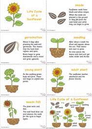 Find mixtures for your region, or for special uses such as dry areas, partial shade, attracting animals, low growing, and more. Sunflower Life Cycle Slideshow Sunflower Life Cycle Growing Sunflowers Planting Sunflower Seeds