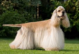 Golden Cocker Retriever Is This The Ideal Family Pet