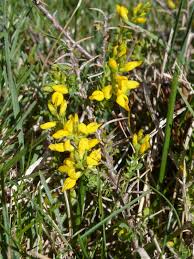 Image result for Genista