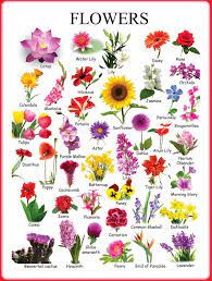 Flowering plants names in english. Perfect All Flowers Name English To Gujarati And Pics Flower Names Flower Chart Different Types Of Flowers