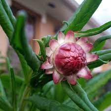 Pin Auf Botanical Interests Customer Photos
