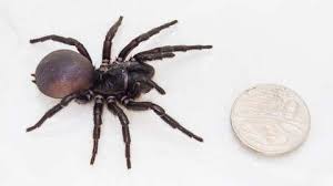This site aim is to show the common spiders of australia by means of color photos and informative text. Arachnid Attack Venomous Spiders To Invade Homes In Sydney Australia After Worst Flood In Decades The Weather Channel Articles From The Weather Channel Weather Com