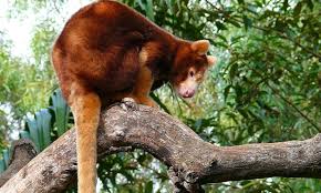 Living Among The Trees Five Animals That Depend On Forests Stories Wwf