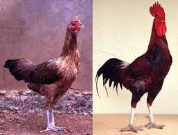 Mengenal Jenis Jenis Ayam Buras Alam Tani