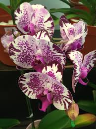 Anggrek Bulan Orchid Flower Beautiful Orchids Phalaenopsis Orchid