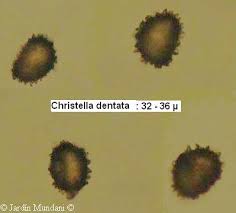Image result for Christella dentata