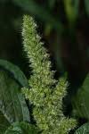 Image result for Amaranthus praetermissus