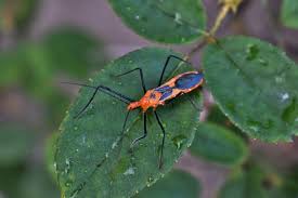 We did not find results for: Wolfsmilch Assassin Bug Assassin Kostenloses Foto Auf Pixabay