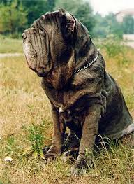 Napoleon bonaparte, on finding a dog beside the body of his dead master, licking his face and howling, on a moonlit field after a battle. Napoleon Mastiff Mastiff Dog Breeds Mastiff Puppies Mastiffs
