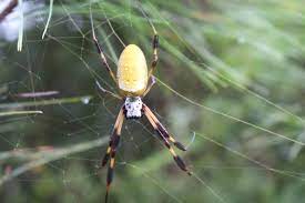 The timespace orbs are a group of three orbs related to the creation trio: Fun Facts And Freaky Photos The Increasingly Common Golden Silk Orb Weavers Port City Daily