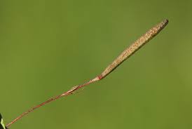 Image result for Corchorus longipedunculatus