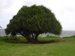 Image result for Pandanus chiliocarpus