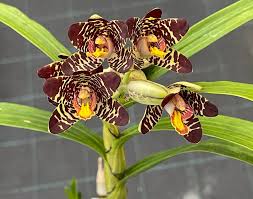 Image result for Ansellia