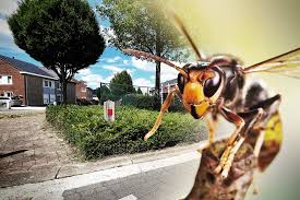 Sarah Estanislau fazendo boquete