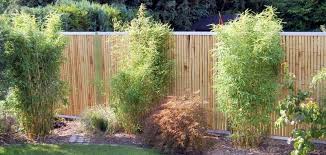 Bambus Als Sichtschutz Im Garten Auf Balkon Terrasse Bambusborse
