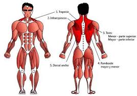 Check spelling or type a new query. Los Musculos De La Espalda Paperblog