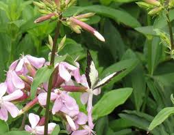 Image result for Monopsis zeyheri