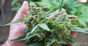 Indeed, it's not unheard of for pollen sacs to emerge within two to three weeks of vegetation. How To Flower A Cannabis Plant Sensi Seeds