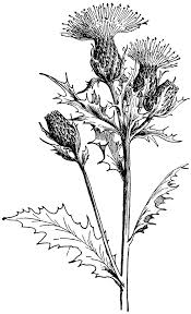 Pin On Line Art Cactus drawing plant drawing catus plants desert plants drawing practice tattoo drawings thistle flower flower clipart stock art drawing lessons line drawing art images line art thistles. pin on line art