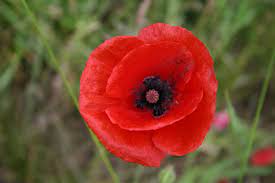 The name poppy seems to come from the latin word for milk or milky, due to the color happy memorial day!!! Poppies The Symbol Of Memorial Day Garden Goddess Sense And Sustainability A Saratoga Garden Blog