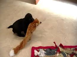 Puppies for sale under 200 in michigan. Lab Puppies For Sale In Michigan Under 500 07 2021