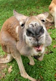 This Silly Kangaroo Would Literally Get In Your Face It Was At A Kangaroo Rescue Facility In Daintree Rainforest Daintree Rainforest Kangaroo New South Wales