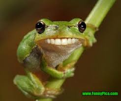 Lilac english bulldog looking up at camera. Wild Animal Quotes Funny Quotesgram