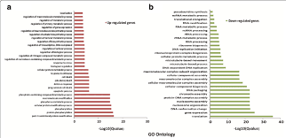 Gene Ontology Analysis Of Differentially Expressed Genes Rna Seq Data Download Scientific Diagram