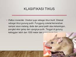 Penyakit bawaan virus itu kali pertama dilaporkan di amerika syarikat (as) pada 1993 di mana ia dipindahkan kepada manusia oleh tikus. Vektor Penyakit Dan Binatang Pengganggu Pengertian Vektor Salah