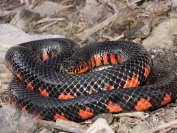 Mud Snake Wikipedia