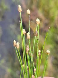 Image result for Eleocharis caduca