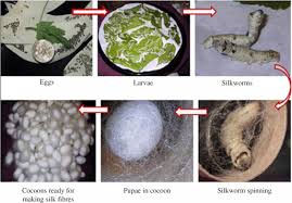 Natural silk fibres are tough, but they lack required strength and stiffness as a reinforcement for polymer matrix composites. Silk Fibre An Overview Sciencedirect Topics