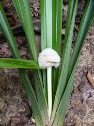 Image result for Mapania