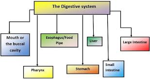 7th Grade Science Digestive System Worksheets Pdf Format Download