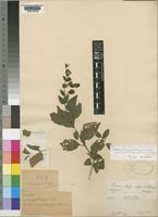 Image result for Tinnea aethiopica