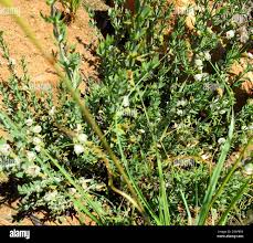 Image result for Pollichia