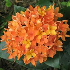 Image result for Ixora laurentii