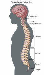 Anatomy Of Human Vertebrae Koibana Info Human Spine Human Anatomy Drawing Spinal Cord Anatomy